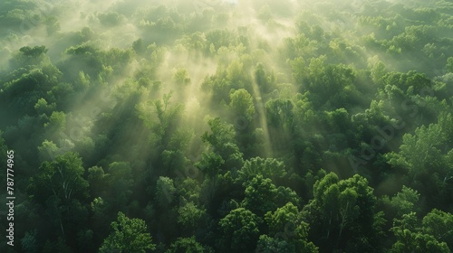 Aerial view of a misty forest at dawn, showcasing the interplay of light and shadow among the treetops