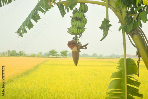 banana blossoms