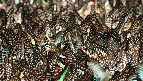 Group of beautiful colorful butterfly on the ground and flying at Pang Sida National Park, Thailand.