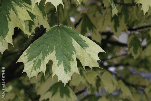 White maple leaves on a branch.