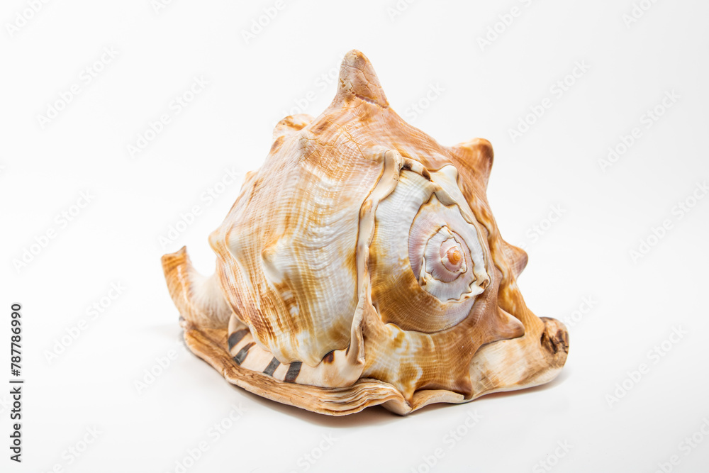 Conch Sea Shell isolated white background Conch Sea Shell isolated white background