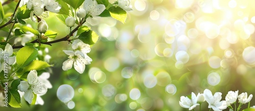 Image of blooming tree branch with white flowers against a blurred green background.