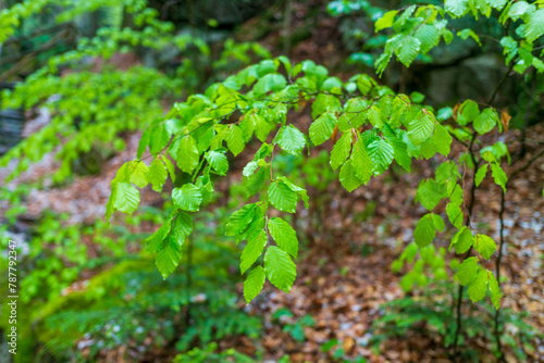 beech tree near river ysper in the valley ypsertal in the lower austrian region waldviertel