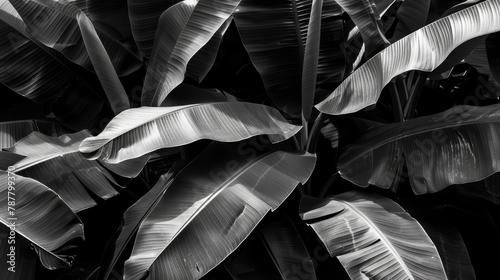  A black-and-white image of a plant against a backdrop of leafy vegetation and a stark black-and-white background
