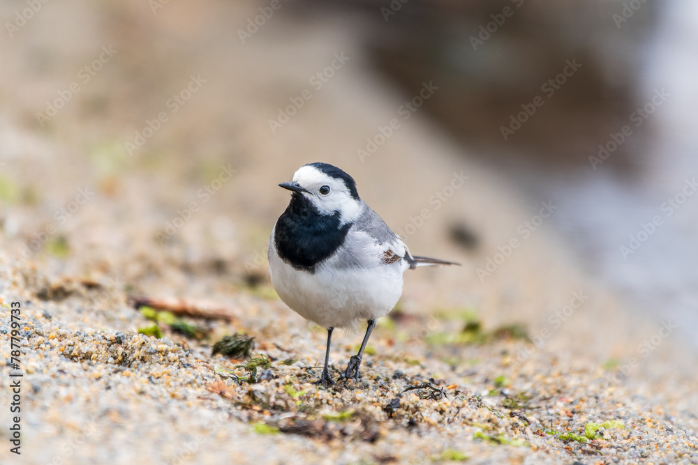 Wagtail sits on the ground with a beautiful blurred background. Wagtail sits on the ground with a beautiful blurred background.