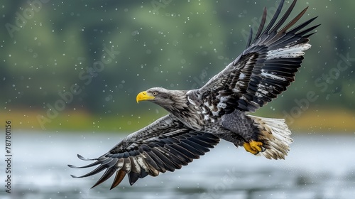  A bald eagle flies over a body of water with its wings spread out