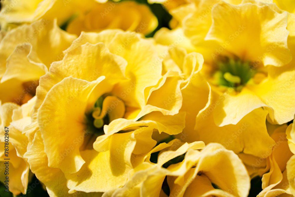 yellow primrose in the pot