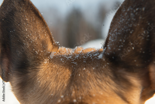 dog walking in snow. Close up picture of snowflakes on pet fur