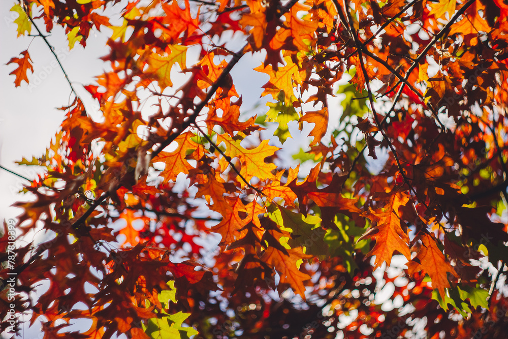 Autumn yellow leaf closeup. Bright orange tree change. Golden color in park. Autumn yellow leaf closeup. Bright orange tree change. Golden color in park.