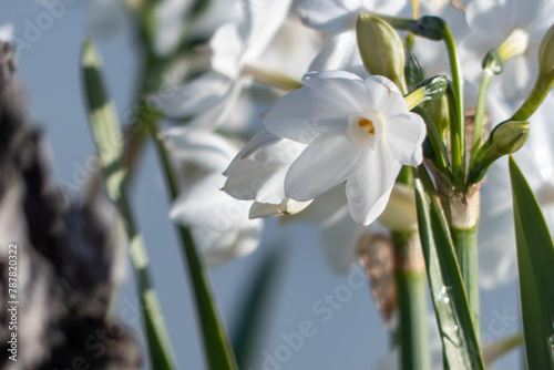 池の畔に咲く白い水仙