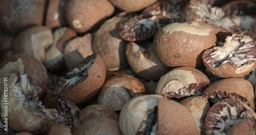 Process of Dried betel nut,Drying Areca Nut background photo