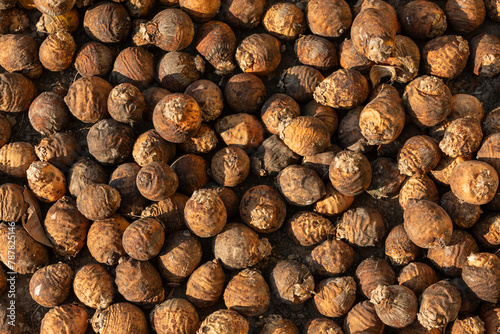 Dried betel nut,Drying Areca Nut background photo