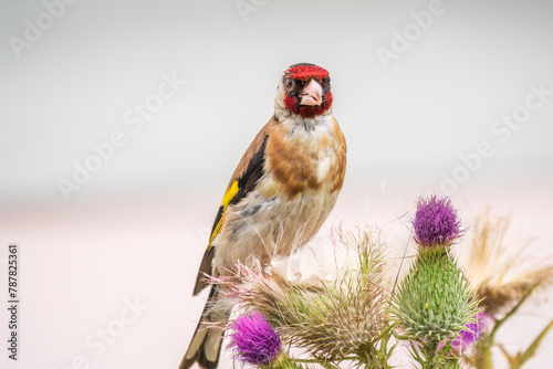 European goldfinch, feeding on the seeds of thistles. Carduelis carduelis. photo
