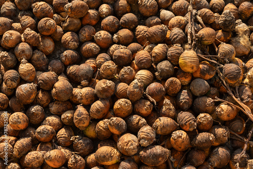 Dried betel nut,Drying Areca Nut background photo