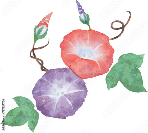 水彩で描いた朝顔のベクター素材のイラスト