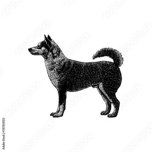Norwegian Lundehund hand drawing vector isolated on background.