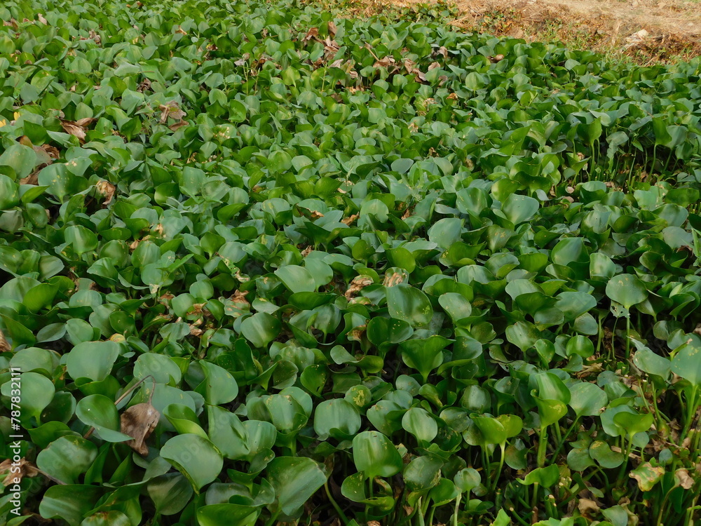common water hyacinth growth fertile on swamp