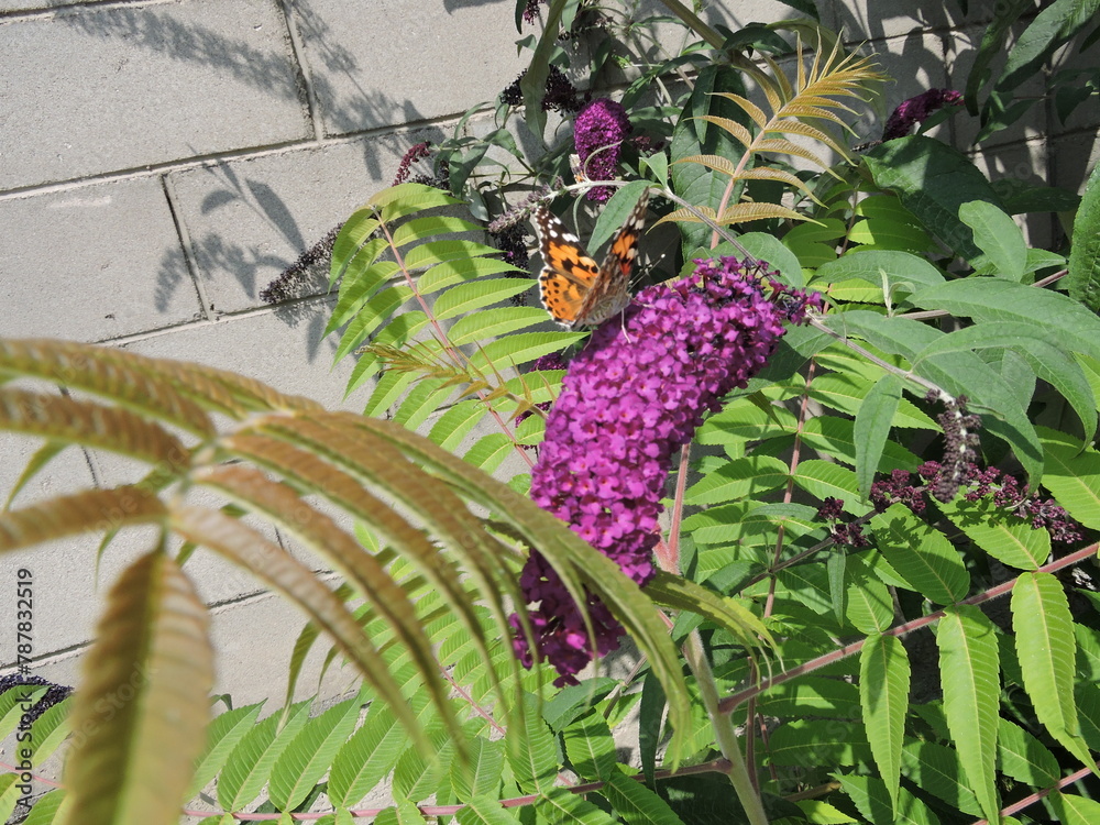Fototapeta premium butterfly on the flower