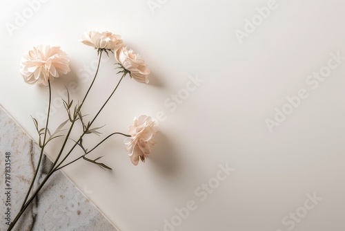 Minimalist Pastel Flowers on Clean Background