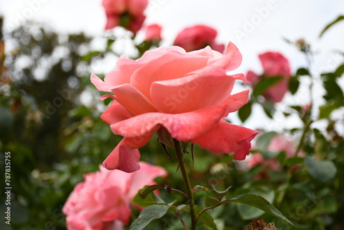 pink rose in garden