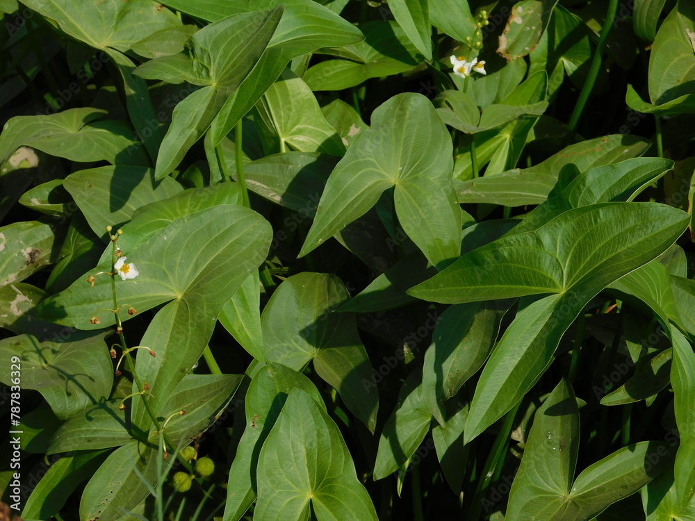 Sagittaria sagittifolia grows in water with a slow flow