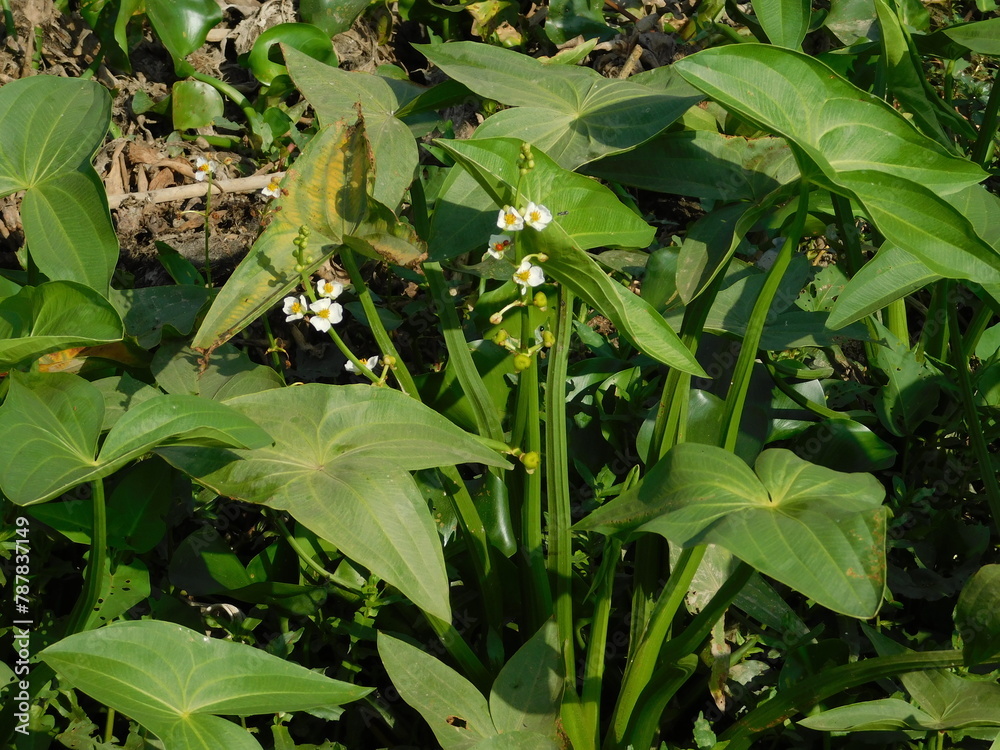 Sagittaria sagittifolia grows in water with a slow flow Sagittaria sagittifolia grows in water with a slow flow