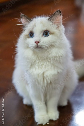 Cute, fluffy Ragdoll cat looking up, asking for attention. 5 months old
