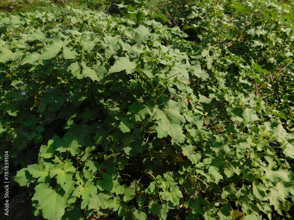Xanthium strumarium. Its other names rough cocklebur, clotbur, common cocklebur, large cocklebur and woolgarie bur. This plant fruits has many medicinal properties. Xanthium strumarium. Its other names rough cocklebur, clotbur, common cocklebur, large cocklebur and woolgarie bur. This plant fruits has many medicinal properties.