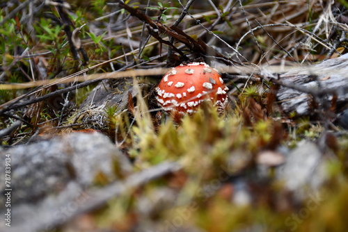 fly agaric mushroom in forest