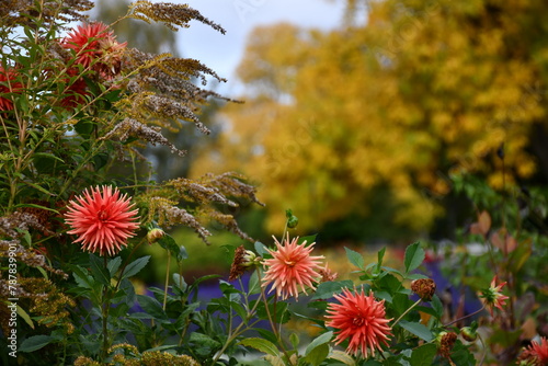 flowers in the garden