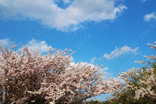 春の青空と満開の桜　穏やかな風景