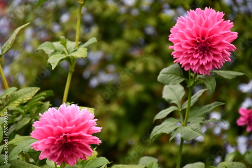 pink dahlia flower