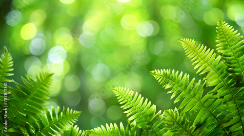 Blurred free ample with green woodland scene space a and Vibrant background a connection fern with a serene emerald leaves for creating forest bokeh, nature. softly green against tranquil of
