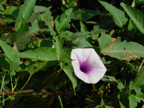 Ipomoea aquatica flower blooming on green leaves background closeup. photo