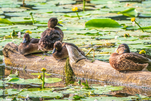 A group of tufted ducks and mallard duck in the wild photo