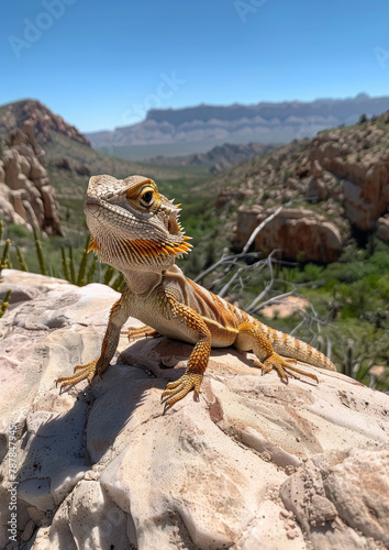 Lizard perched on rock in desert landscape. Dry arid southwest desert scene. Close-up.