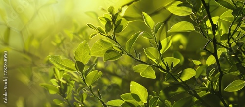 spring greens against a natural abstract background