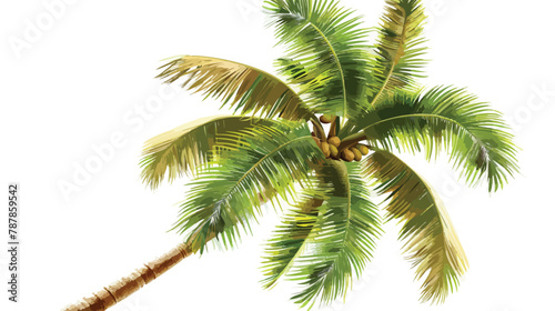 Exotic tropical Coco nut high detailed palm tree isolated