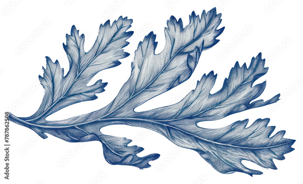 PNG Antique of coral leaf drawing sketch plant PNG Antique of coral leaf drawing sketch plant