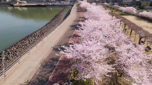 ドローンで撮影した満開の桜並木_空撮