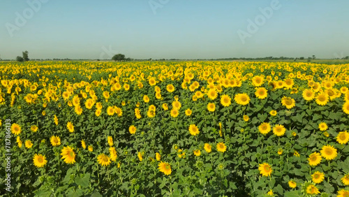 field of yellow dandelions Sunflower crop field trees green yellow flowers leaves blue sky clouds © NATRULE PHOTO