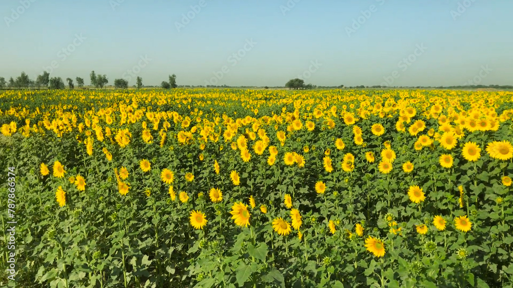 field of sunflowers Sunflower crop field trees green yellow flowers leaves blue sky clouds