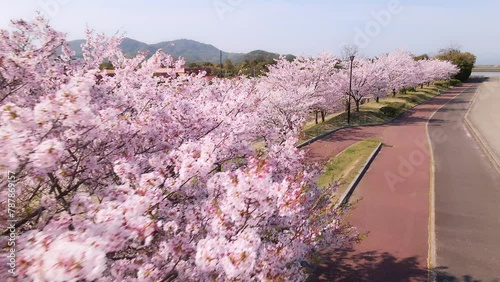満開の桜の下を散歩する女性_ドローン空撮
