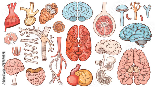 Hand drawn cute human organs. Colored vector set