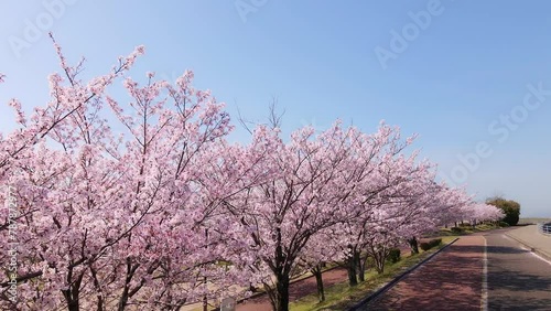 青空と満開の桜_ドローン空撮