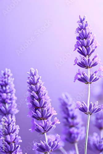 lavender flowers close up mobile background  