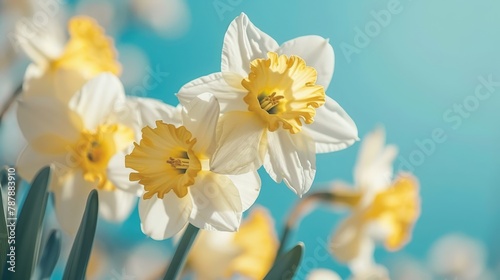   A collection of white and yellow daffodils against a backdrop of a blue sky Few yellow daffodils in the foreground