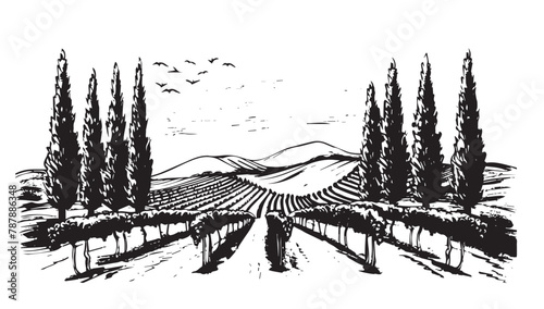 Vineyard landscape, Sketch, hand drawn illustrations