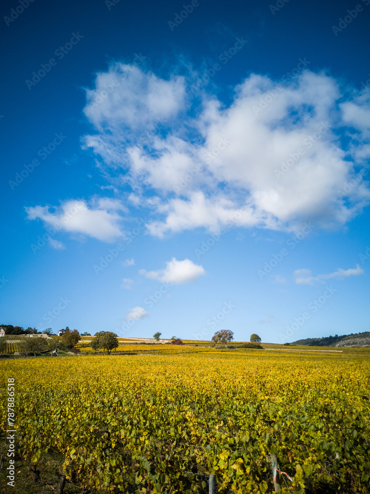 Paysage de vignes en automne. Vignoble de Bourgogne pendant l'automne. Côte-d'Or en automne. Vignes de Meursault. Beauté du vignoble. Grands vins de Bourgogne. Côte de Beaune. Vin et vendanges