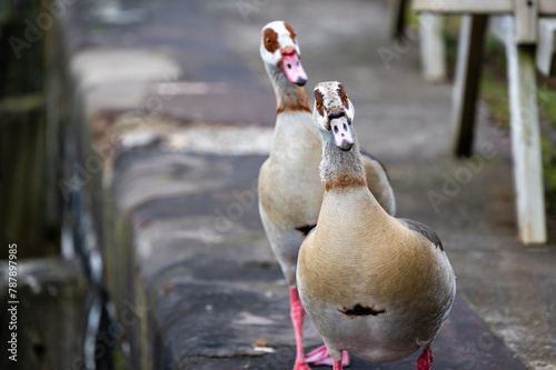 Pair of Egyptian geese waddling on the river bank in Rotterdam in the Netherlands